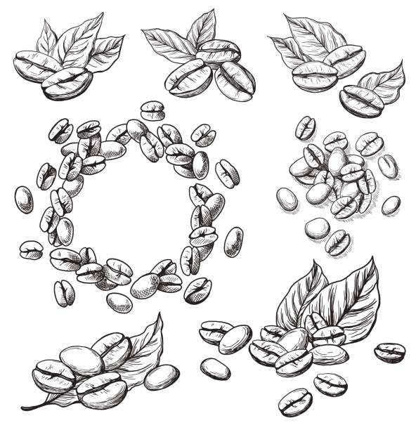 ilustraciones, imágenes clip art, dibujos animados e iconos de stock de granos de café, hojas - coffee beans