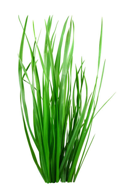 istock Blade of grass isolated on white 671422414