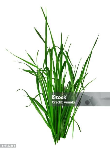 Blade Of Grass Isolated On White Stock Photo - Download Image Now - Grass, Cut Out, White Background