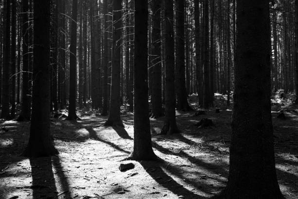 istock Sun and shadows in forest. Slovakia 671427216
