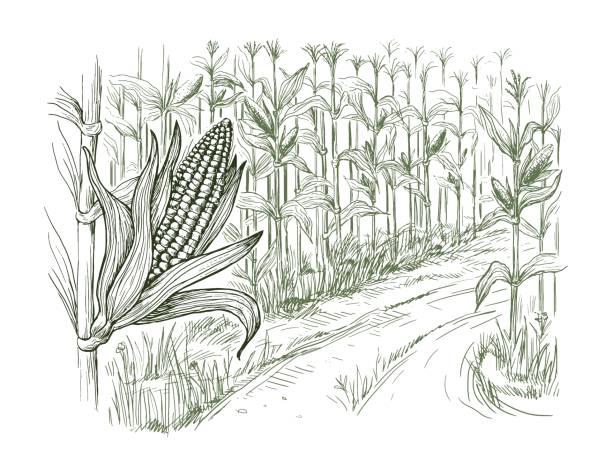 иллюстрация кукурузного поля зерна стебель эскиз - farm vegetable black landscape stock illustrations