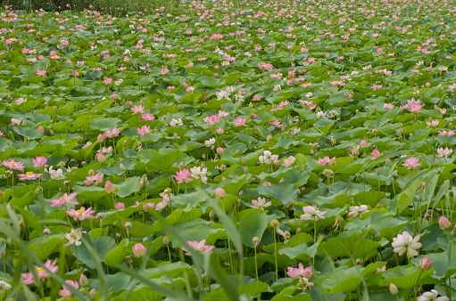 Field of of pink lotuses