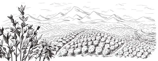 Vector illustration of coffee plantation landscape