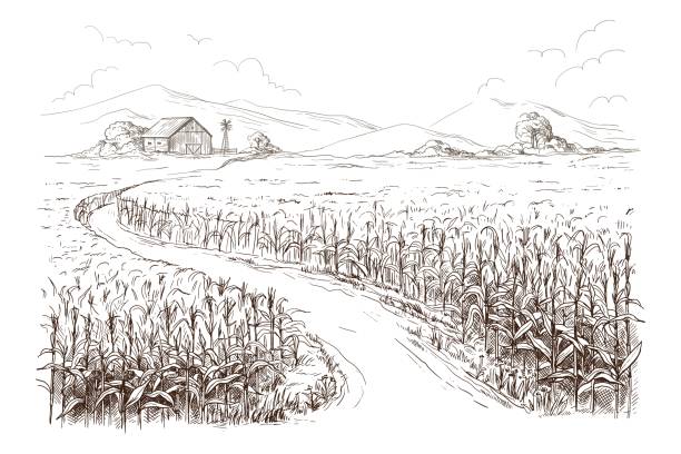 ilustrações, clipart, desenhos animados e ícones de ilustração do campo de milho grão talo sketch - farm vegetable black landscape