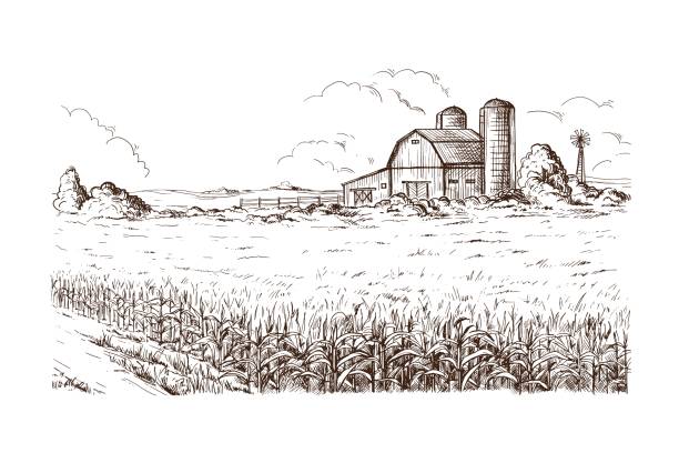 畑の穀物の茎のスケッチのイラスト - farm fence landscape rural scene点のイラスト素材／クリップアート素材／マンガ素材／アイコン素材