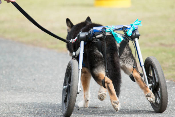 istock Handicapped dog with wheels 671431718
