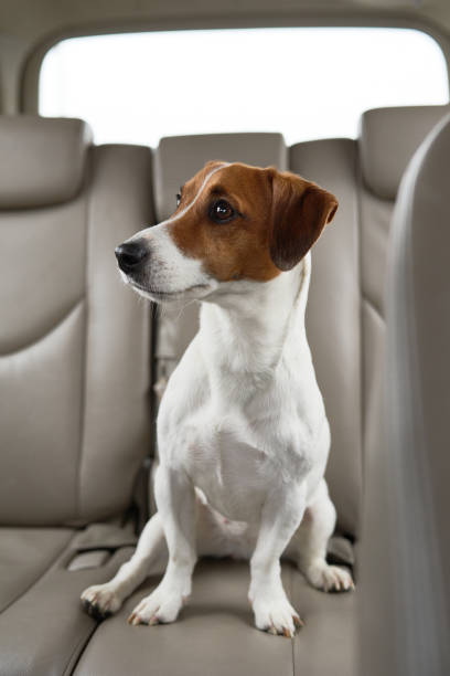 istock Scarred dog at backseat 671436982