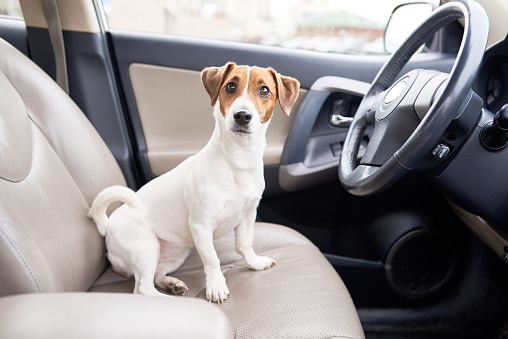 Misunderstanding dog sitting on drivers seat and looking at camera, driving car concept