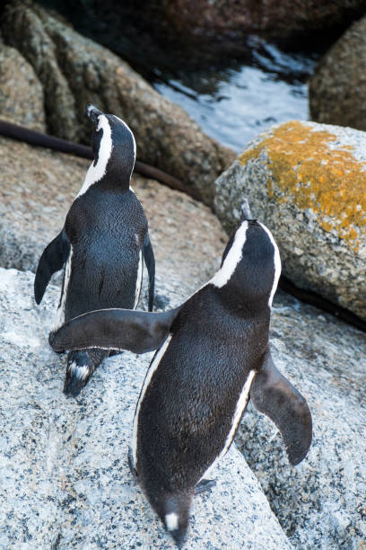 istock Penguins beach in cape town 671448602