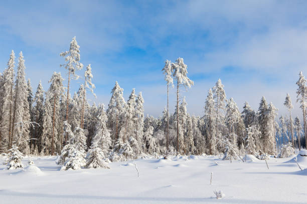 istock Sunny day in a forest glade. Winter landscape 671451370