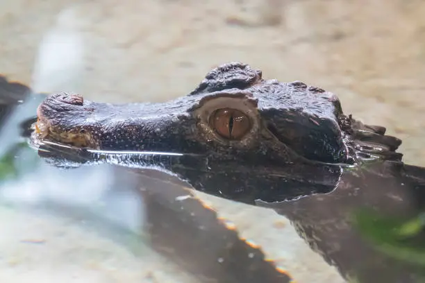 Photo of Cuvier's caiman head protruding from the water