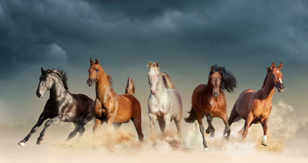 horses running free horses running free in the wild arabian horse photos stock pictures, royalty-free photos & images