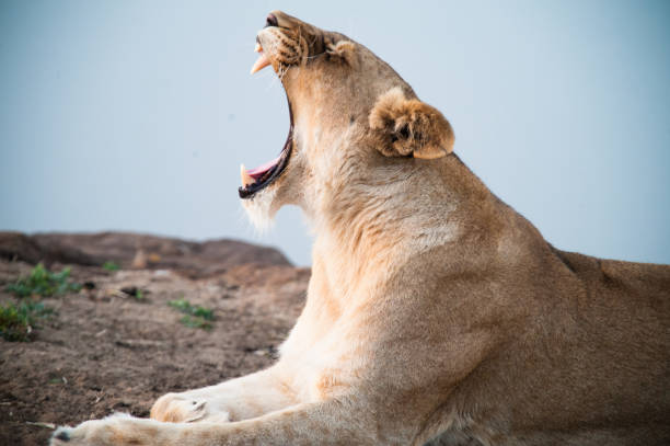 istock South Africa lioness screaming 671451848