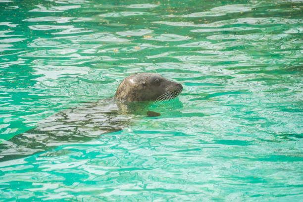 istock Seal in water with head protruding 671452000