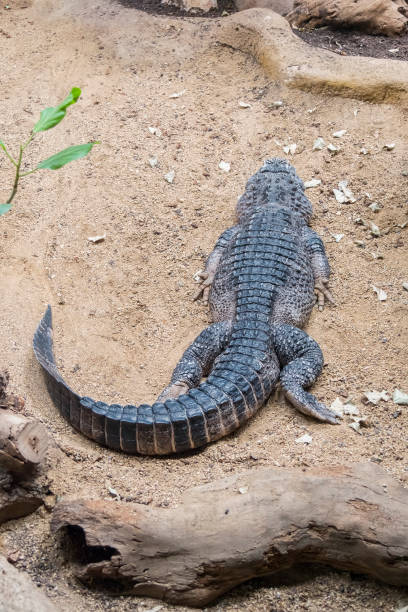 istock Aligator chinese resting on the sand 671454546