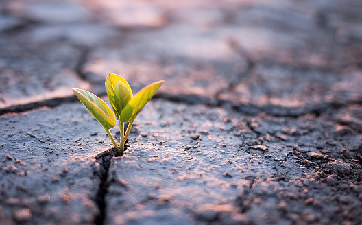 Green plant sprout in desert