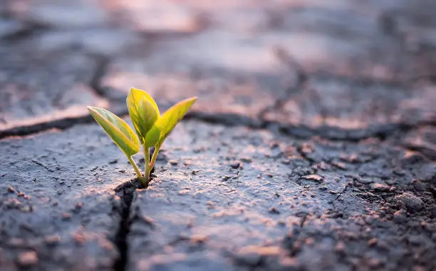 Photo of Green plant sprout in desert