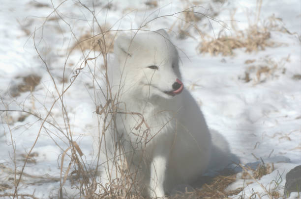 biały lis arktyczny siedzący na pokrytym śniegiem polu - snow white animal arctic fox zdjęcia i obrazy z banku zdjęć