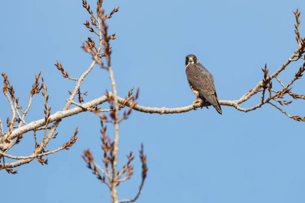 istock a Peregrine falcon 671459160