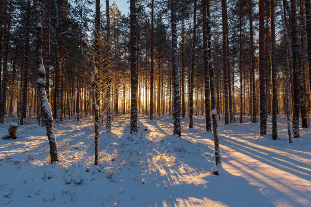 istock Sunny day in the winter pine forest. Winter landscape 671462656