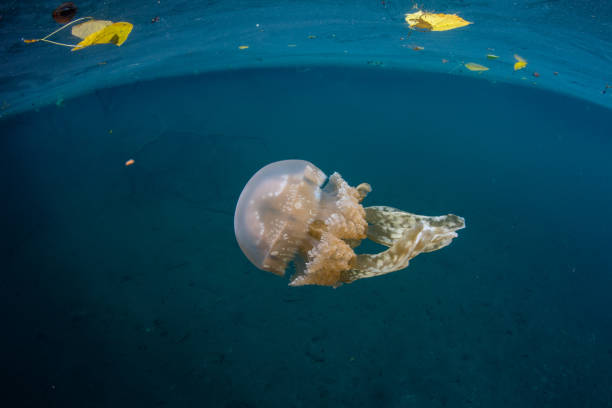 istock Jellfish in Shallows of Palau 671465726
