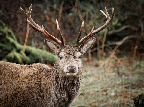 A red deer stag looking straight into the camera in Glen Etive, Scotland.