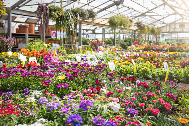 istock Various colorful flowers growing in plant nursery 671472138