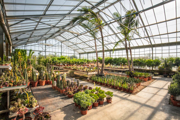 istock Various cactus plants growing in garden center 671472148