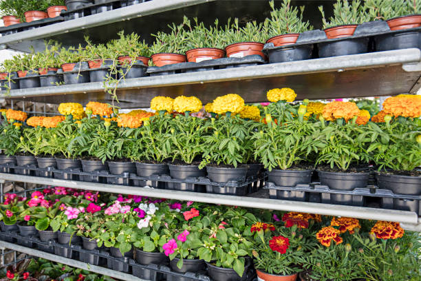 istock Various flower pots on shelves in nursery 671472166