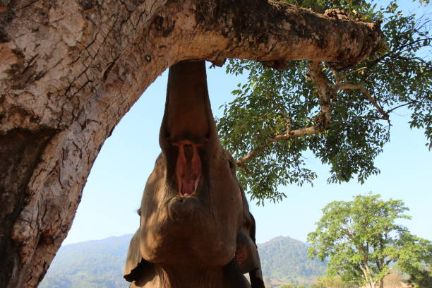 istock Asian Elephant reaching for some food. 671472648