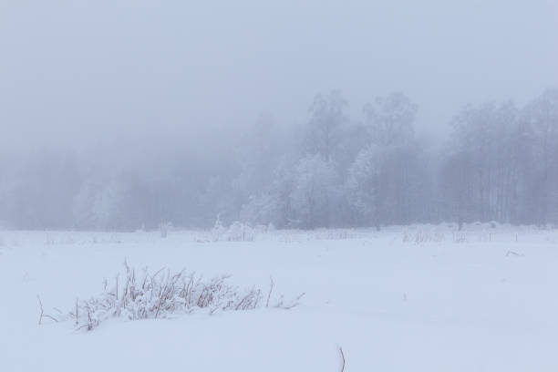 istock Foggy day in the forest glade. Winter landscape 671472848