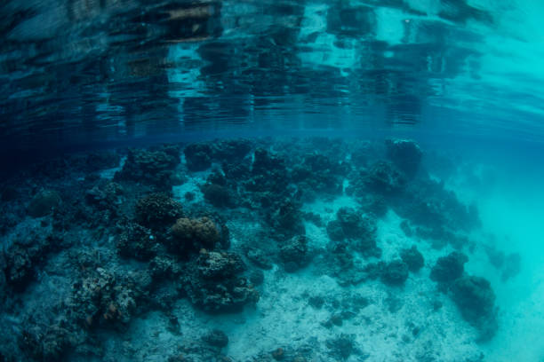 istock Surreal Underwater Scenery in Palau 671475698