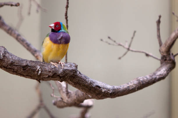 Colorful bird