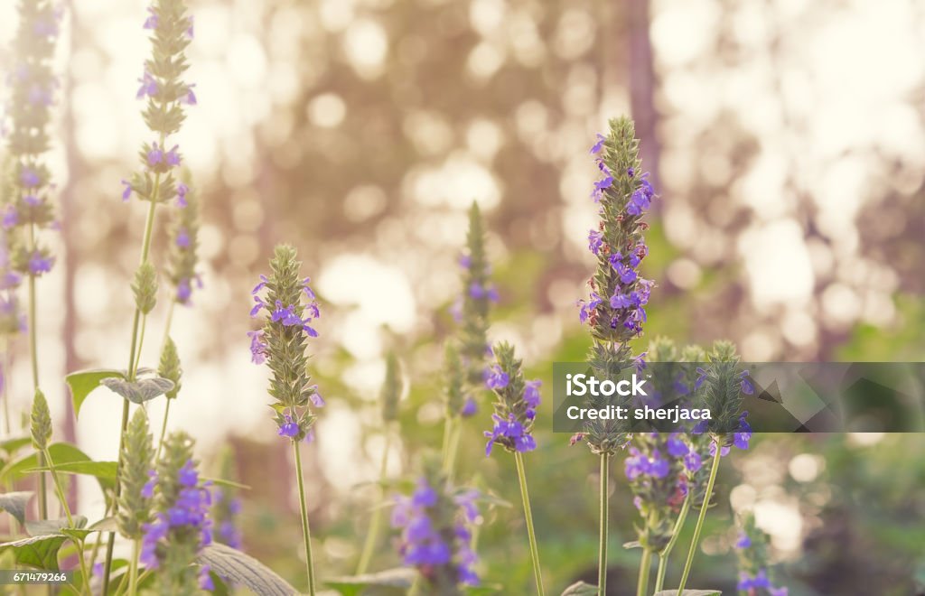 Salvia Chia foliage and purple flowers Purple flower blossoms and green foliage of Chia, healthy organic herb Salvia Chia seed Stock Photo