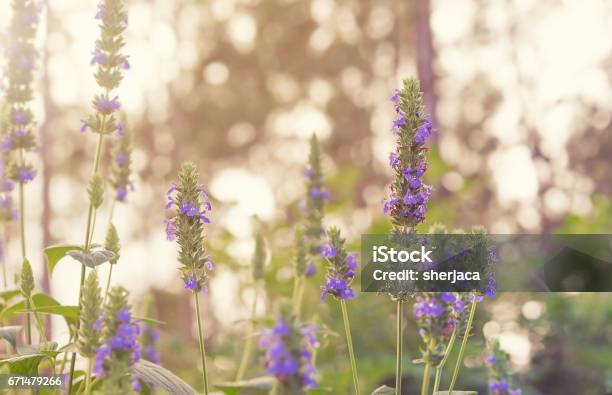 Salvia Chia Foliage And Purple Flowers Stock Photo - Download Image Now - Chia seed, Plant, Flower