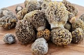 morcheln-pilze-auf-einem-holzbrett.jpg?b=1&s=170x170&k=20&c=XF-y1Cot7y-HzVVnbUTSUu8z4O-tw55DPq0JcZrVOPU=