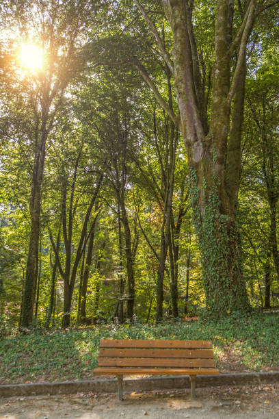 istock Wooden bench in forest with sunset 671492984