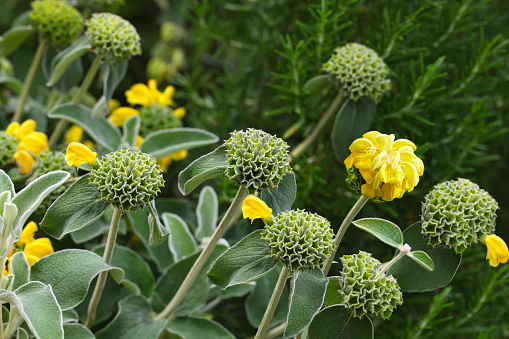 Phlomis Edward Bowles shrub with whorls of yellow flowers and silver leaves