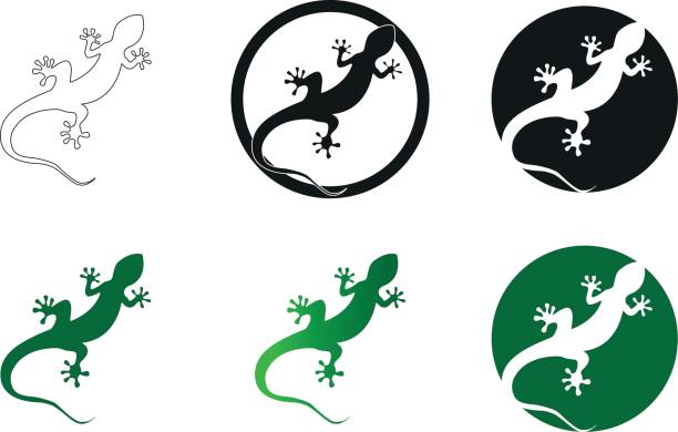 illustrations, cliparts, dessins animés et icônes de illustration de vecteur de gecko isolé sur fond blanc - salamandre