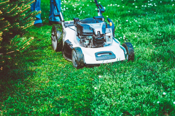 istock Lawn mower in the back yard mowing grass 671494134