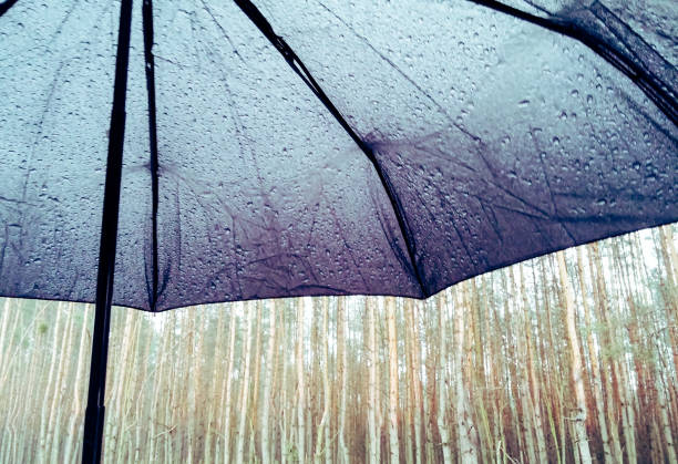 istock In the forest under the umbrella.. 671494860