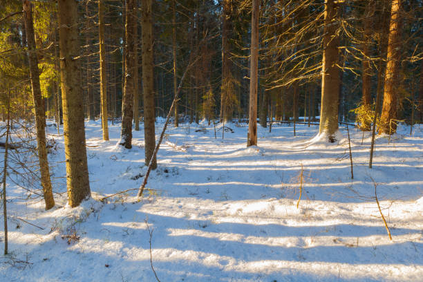 istock Fir forest on a sunny day in spring. Winter landscape. 671499802