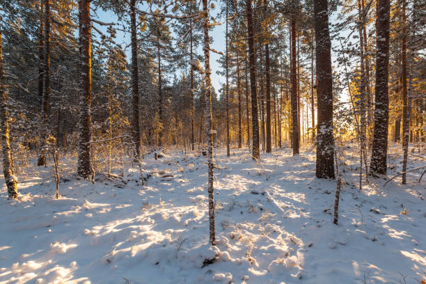 istock Sunny day in the winter pine forest. Winter landscape 671504494