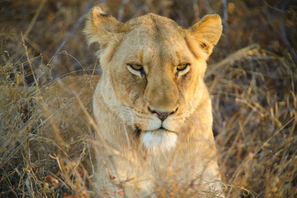 istock South Africa lioness on the savannah 671504568