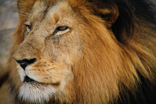 istock South Africa lion closeup 671507738