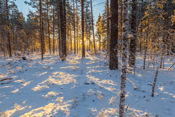 istock Sunny day in the winter pine forest. Winter landscape 671508182