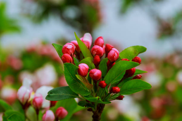 istock Blossom tree over nature background Spring flowers Spring Background 671514440