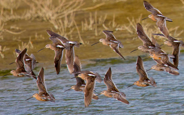 istock Group of stilt sandpipers, seen  in a North California marsh 671514982