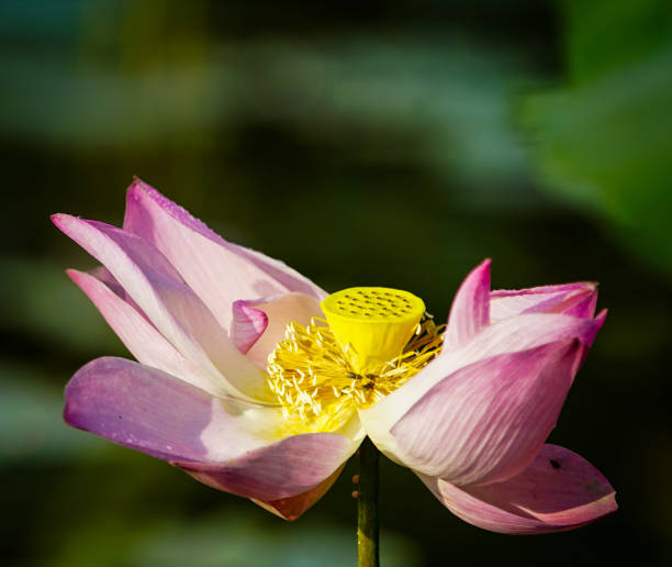 istock Lotus flower and plants 671517804