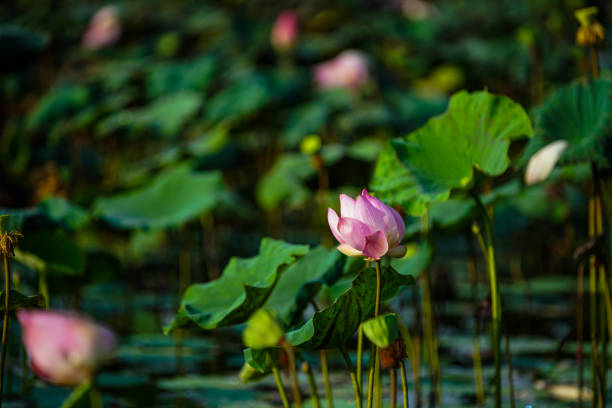 istock Lotus flower and plants 671517808